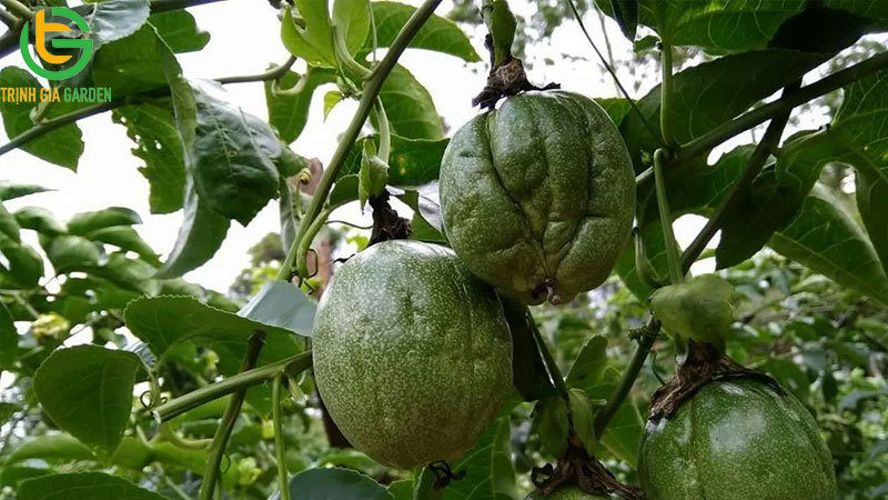 Một số bệnh trên chanh dây gây teo trái, thối gốc và cách xử lý