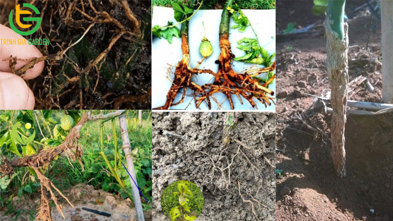 Một số bệnh trên chanh dây gây teo trái, thối gốc và cách xử lý