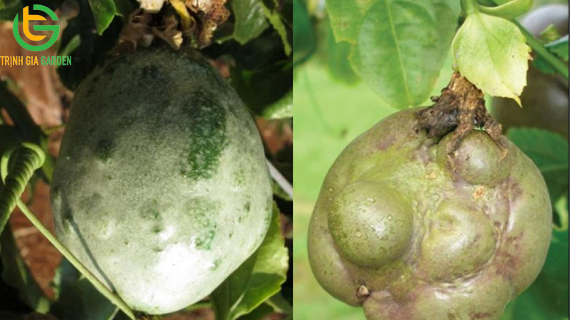 Một số bệnh trên chanh dây gây teo trái, thối gốc và cách xử lý