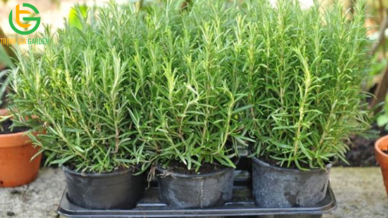 TOP 15 các loại cây đuổi muỗi hiệu quả nhất hiện nay