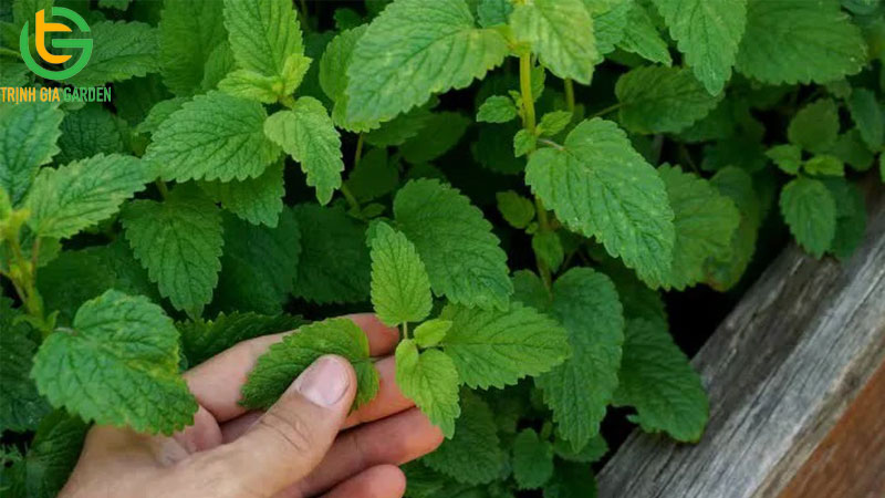 TOP 15 các loại cây đuổi muỗi hiệu quả nhất hiện nay