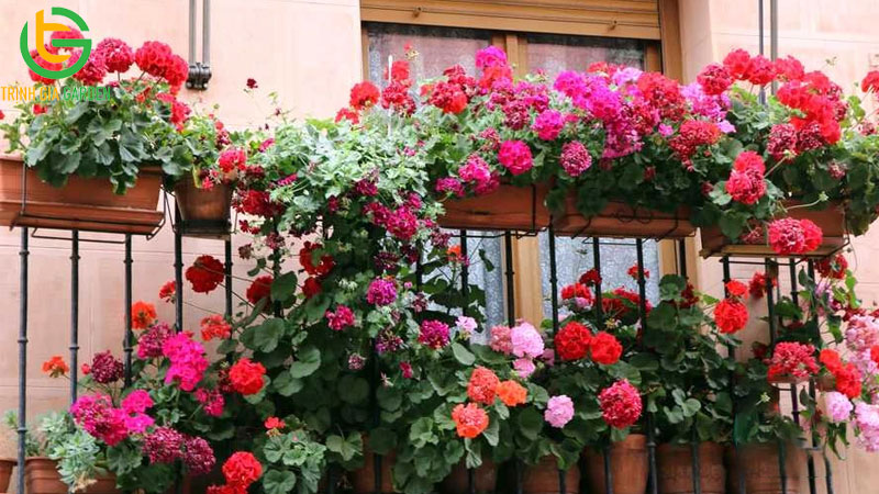 TOP 15 các loại cây đuổi muỗi hiệu quả nhất hiện nay