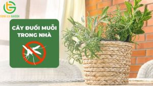 cac loai cay duoi muoi