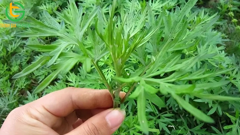 TOP 15 các loại cây đuổi muỗi hiệu quả nhất hiện nay