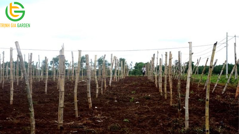 Cách chăm sóc chanh dây: hướng dẫn bón phân và cắt cành