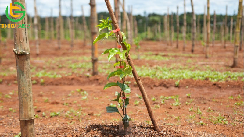 Cách chăm sóc chanh dây: hướng dẫn bón phân và cắt cành