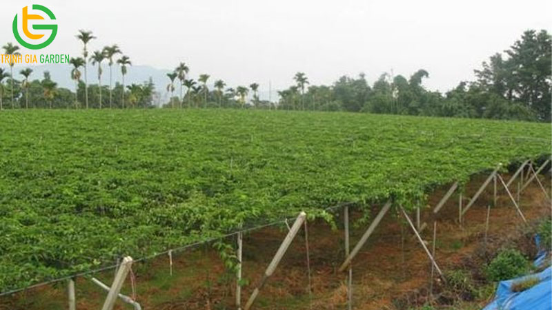 Cách chăm sóc chanh dây: hướng dẫn bón phân và cắt cành