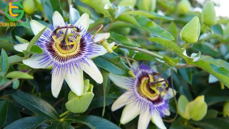 Cách chăm sóc chanh dây: hướng dẫn bón phân và cắt cành