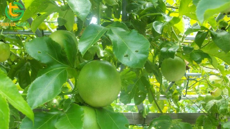 Kỷ thuật trồng chanh dây mới nhất dành cho bà con nông dân