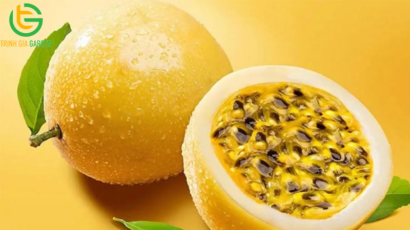 Chanh dây: nguồn gốc, đặc điểm và tên gọi khác