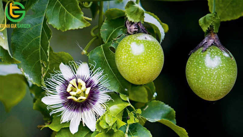 Chanh dây: nguồn gốc, đặc điểm và tên gọi khác