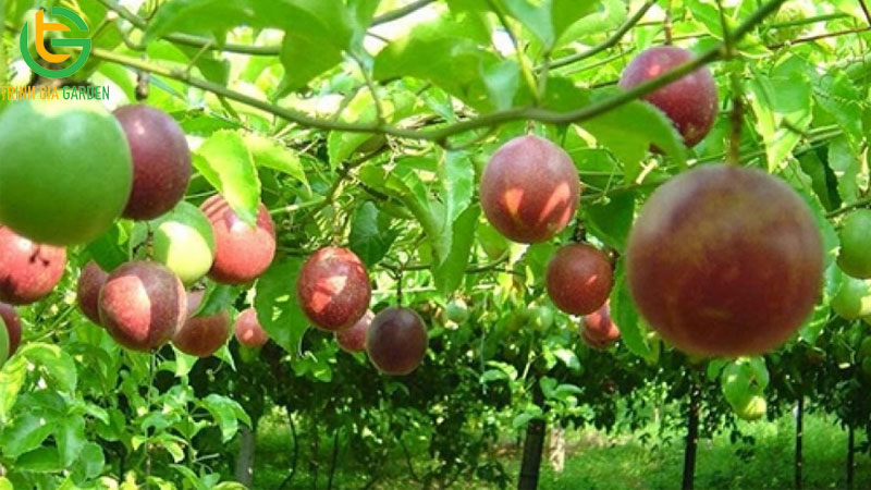 Chanh dây: nguồn gốc, đặc điểm và tên gọi khác 12 chanh day