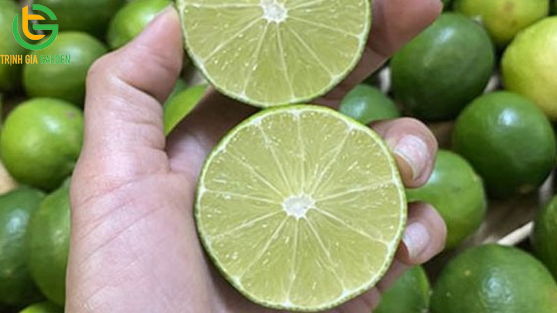 Chanh không hạt: nguồn gốc, đặc điểm và năng suất trồng 9 Chanh không hạt: nguồn gốc, đặc điểm và năng suất trồng