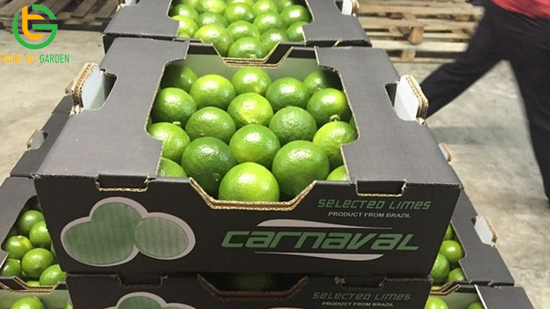 Chanh không hạt: nguồn gốc, đặc điểm và năng suất trồng 10 Chanh không hạt: nguồn gốc, đặc điểm và năng suất trồng