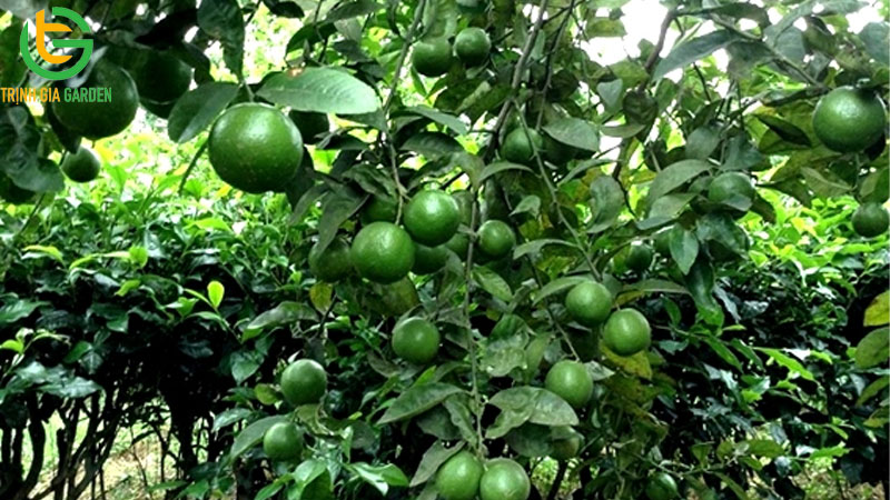 Chanh không hạt: nguồn gốc, đặc điểm và năng suất trồng 11 Chanh không hạt: nguồn gốc, đặc điểm và năng suất trồng