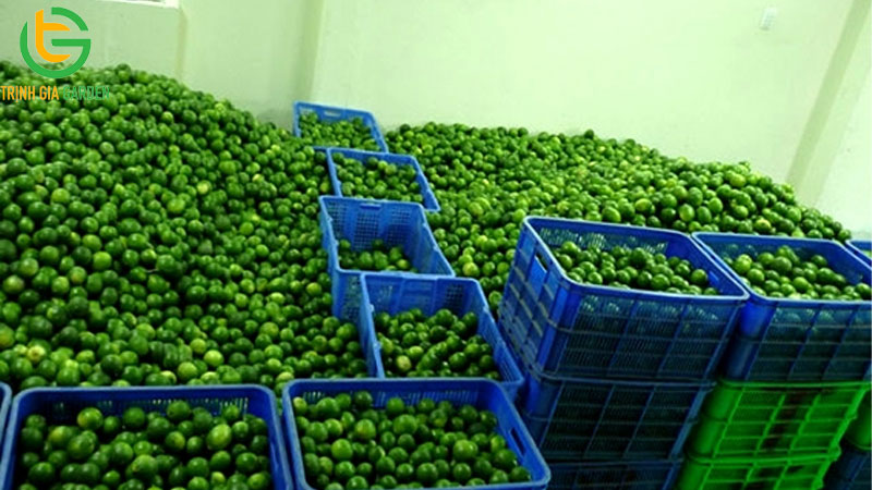 Chanh không hạt: nguồn gốc, đặc điểm và năng suất trồng 12 Chanh không hạt: nguồn gốc, đặc điểm và năng suất trồng