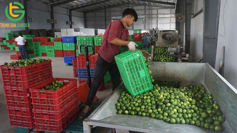 Chanh không hạt: nguồn gốc, đặc điểm và năng suất trồng 13 Chanh không hạt: nguồn gốc, đặc điểm và năng suất trồng