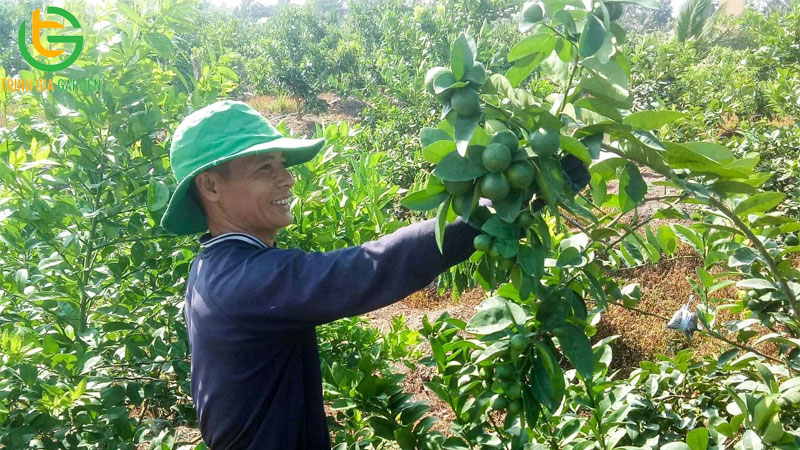 Chanh không hạt: nguồn gốc, đặc điểm và năng suất trồng 14 Chanh không hạt: nguồn gốc, đặc điểm và năng suất trồng