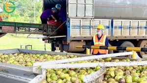 cong ty thu mua chanh day