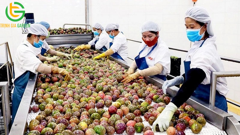 cong ty xuat khau chanh day