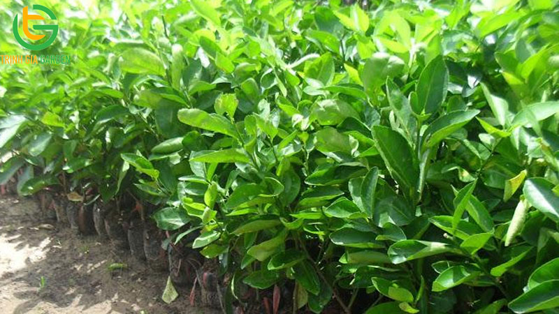 Giá cây giống chanh không hạt cập nhật mới nhất 5 Giá cây giống chanh không hạt cập nhật mới nhất