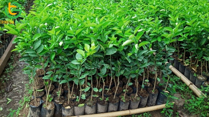 Giá cây giống chanh không hạt cập nhật mới nhất 6 Giá cây giống chanh không hạt cập nhật mới nhất