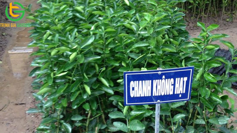 Giá cây giống chanh không hạt cập nhật mới nhất 4 Giá cây giống chanh không hạt cập nhật mới nhất