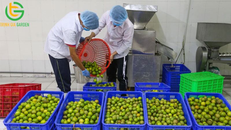 Bảng giá chanh không hạt hôm nay cập nhật mới nhất thị trường