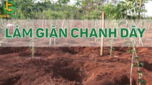 gian chanh day