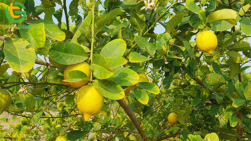 Các giống chanh phổ biến được trồng tại Việt Nam