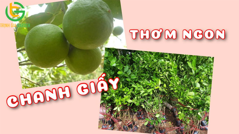 Các giống chanh phổ biến được trồng tại Việt Nam