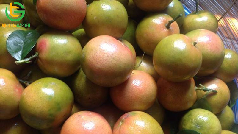 Các giống chanh phổ biến được trồng tại Việt Nam