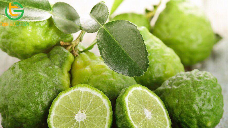 Các giống chanh phổ biến được trồng tại Việt Nam