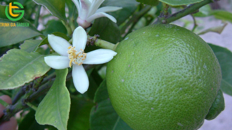 Các giống chanh phổ biến được trồng tại Việt Nam