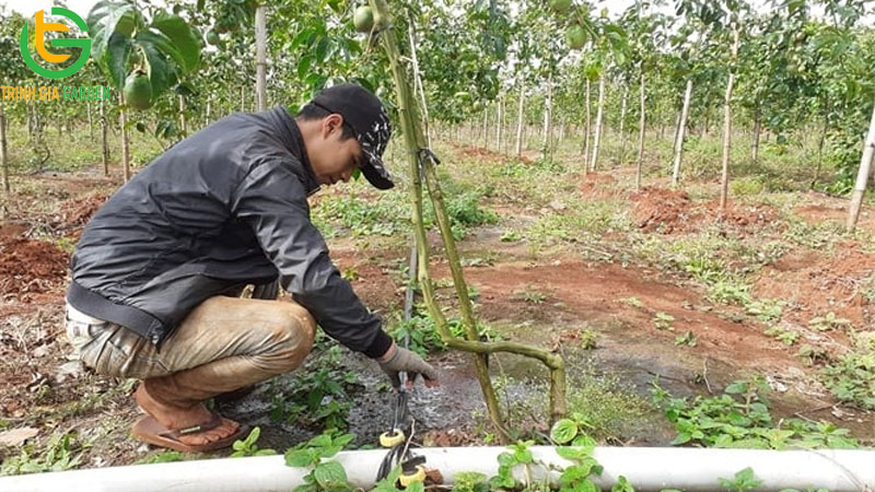 Kỷ thuật trồng chanh dây mới nhất dành cho bà con nông dân