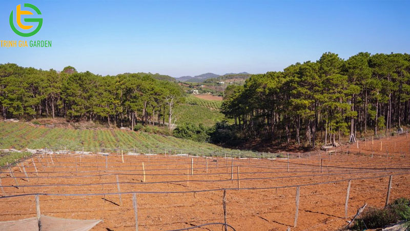 Cách trồng cây chanh leo: cách đào hố, mật độ và quy cách 4 Cách trồng cây chanh leo: cách đào hố, mật độ và quy cách