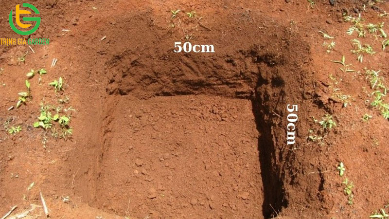 Cách trồng cây chanh leo: cách đào hố, mật độ và quy cách 5 Cách trồng cây chanh leo: cách đào hố, mật độ và quy cách