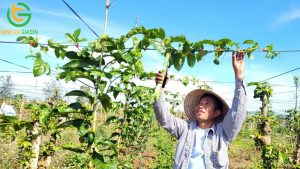 ky thuat trong chanh day