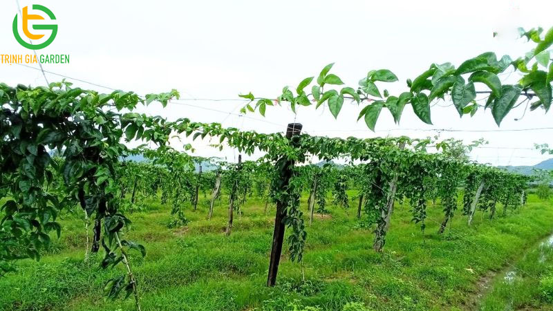 ky thuat trong chanh day 4