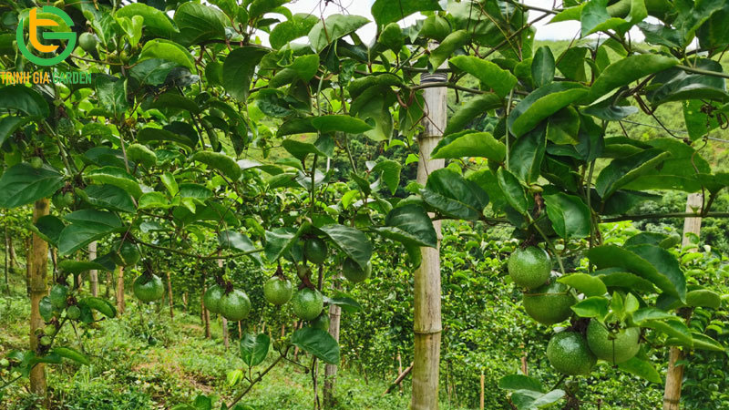 mua thu hoach chanh leo