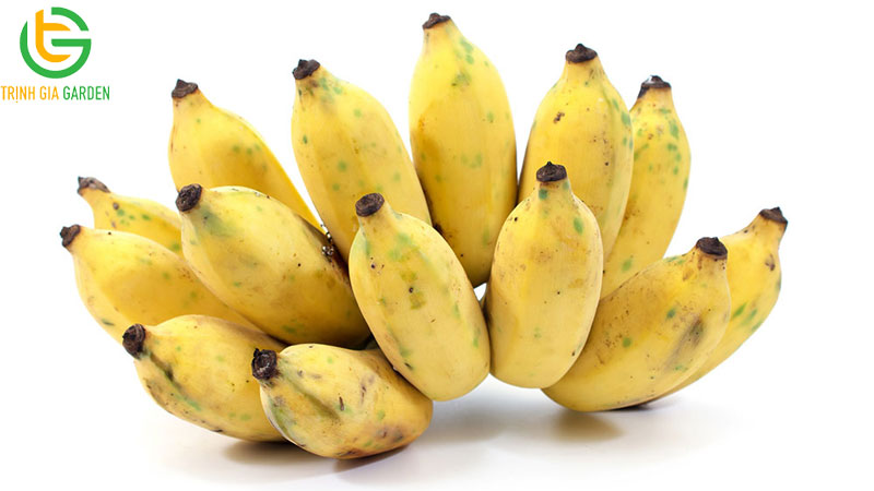 Chuối tây: nguồn gốc, đặc điểm và thời gian sinh trưởng