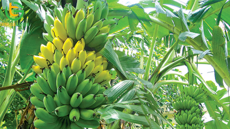 Chuối tây: nguồn gốc, đặc điểm và thời gian sinh trưởng