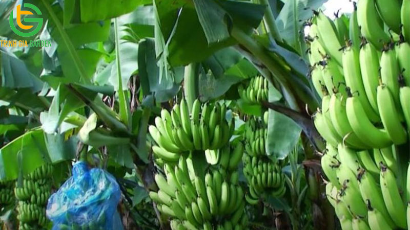 Chuối tây: nguồn gốc, đặc điểm và thời gian sinh trưởng