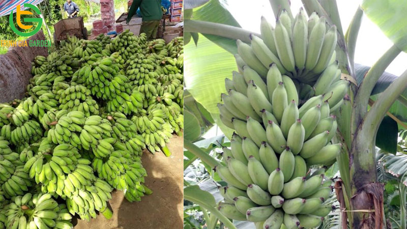 Chuối tây: nguồn gốc, đặc điểm và thời gian sinh trưởng