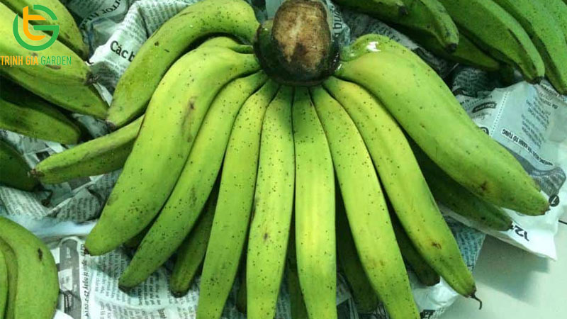 Chuối tay phật: đặc điểm, giá bán và ý nghĩa tâm linh 4 Chuối tay phật: đặc điểm, giá bán và ý nghĩa tâm linh