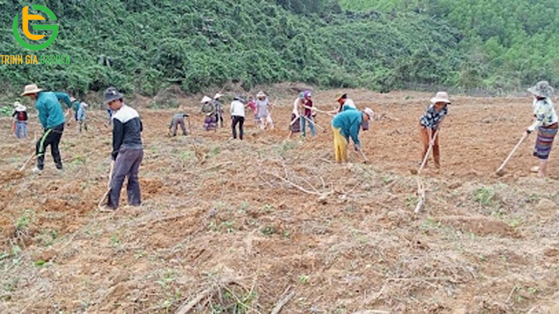 Mô hình kỹ thuật trồng cây chuối tây Thái Lan và giá cây giống 8 Mô hình kỹ thuật trồng cây chuối tây Thái Lan và giá cây giống