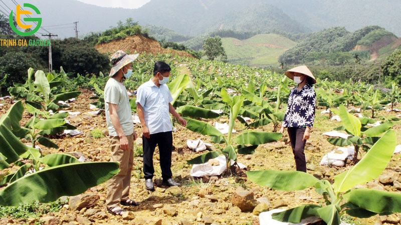 Mô hình kỹ thuật trồng cây chuối tây Thái Lan và giá cây giống 7 Mô hình kỹ thuật trồng cây chuối tây Thái Lan và giá cây giống