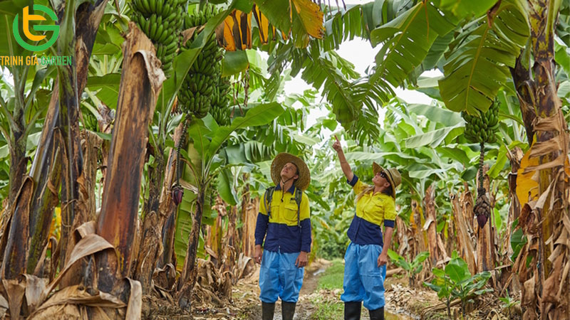 Mô hình kỹ thuật trồng cây chuối tây Thái Lan và giá cây giống 9 Mô hình kỹ thuật trồng cây chuối tây Thái Lan và giá cây giống