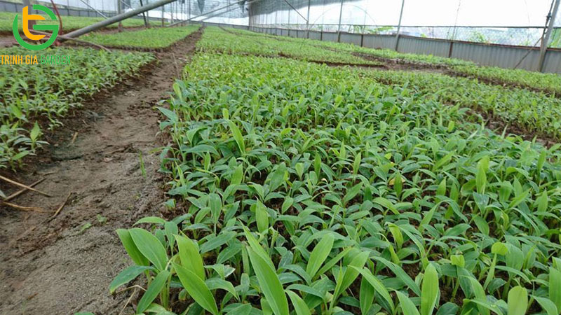 Mô hình kỹ thuật trồng cây chuối tây Thái Lan và giá cây giống 10 Mô hình kỹ thuật trồng cây chuối tây Thái Lan và giá cây giống
