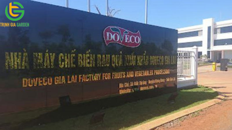 TOP 5 công ty thu mua chanh dây uy tín nhất Việt Nam